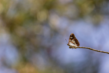 Fototapeta na wymiar butterfly on a branch