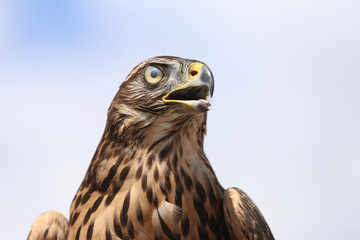 Head of adult goshawk. Falconry.