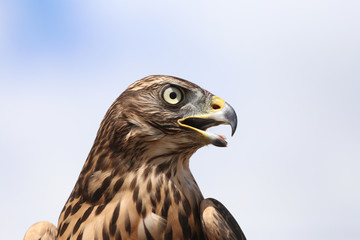 Head of adult goshawk. Falconry.