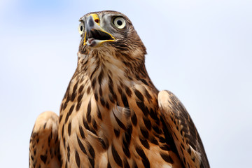 Head of adult goshawk. Falconry.