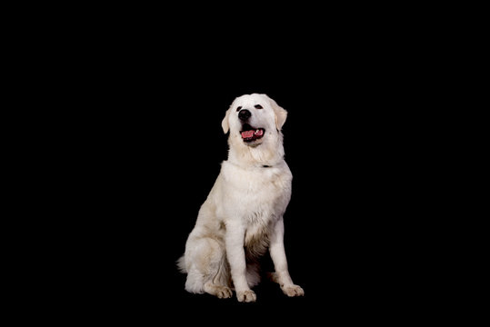 A Cute Dog Maremma And Abruzzes Sheepdog Isolated On Black