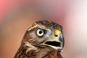 Head of adult goshawk. Falconry.