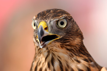 Head of adult goshawk. Falconry.