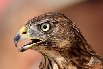 Head of adult goshawk. Falconry.