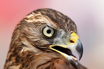 Head of adult goshawk. Falconry.
