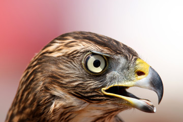 Head of adult goshawk. Falconry.