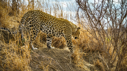 leopard in kruger national park, mpumalanga, south africa 187