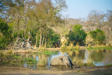 white rhino at a pond in kruger national park, mpumalanga, south africa 12