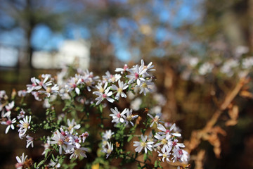 Selective focus on flower head between white blossoms
