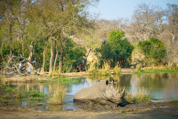 white rhino at a pond in kruger national park, mpumalanga, south africa 26