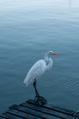 Garça / Heron - Cabo Frio - RJ - Brasil