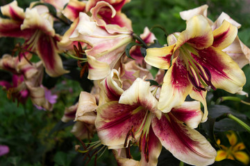 Fototapeta na wymiar Beautiful two-tone lily grows in the garden in summer. Blooming beige-red lily flowers background