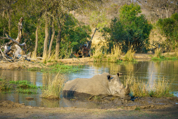 white rhino at a pond in kruger national park, mpumalanga, south africa 63