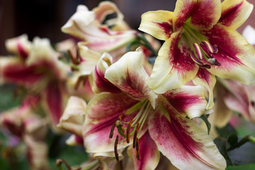 Beautiful two-tone lily grows in the garden in summer. Blooming beige-red lily flowers background