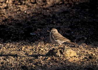 bisbita caminero in a volcanic rock