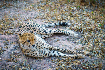 cheetah in kruger national park, mpumalanga, south africa