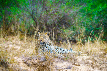 leopard in kruger national park, mpumalanga, south africa