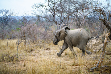 elephants in kruger national park, mpumalanga, south africa