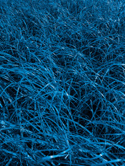 Blue grass close up. Color of the year 2020.