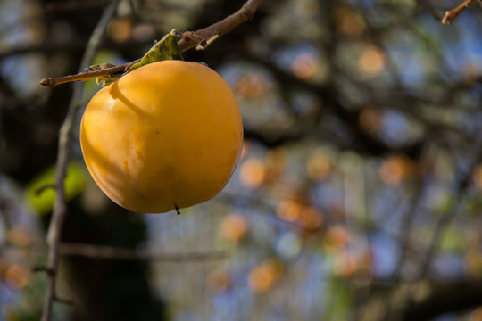 caco sull'albero