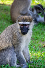 Vervet monkey (Chlorocebus pygerythrus) in Entebbe, Uganda