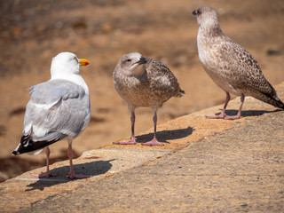 Three seagulls sitting on a stone fence with a sand beach in background.