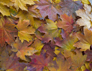Naklejka na ściany i meble Autumn with motley leaves