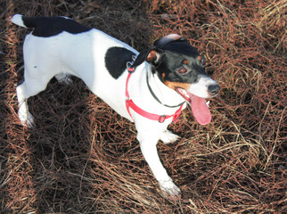 Cheerful dog Jack Russell Terrier white with black spots in a red bib stands on a background of...