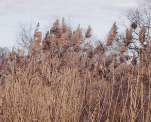 Fototapeta premium Yellow grass sways in the wind against a blue sky.