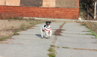 Cheerful dog Jack Russell Terrier white with black spots in a red bib runs on the road in the park.