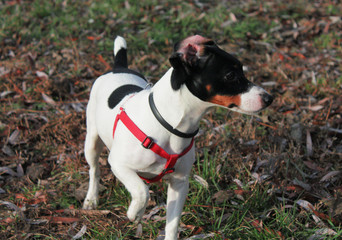 Dog Jack Russell Terrier white with black spots in a red bib on a background of grass.
