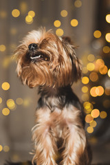 Yorkshire Terrier dog on bokeh background, new year 2020