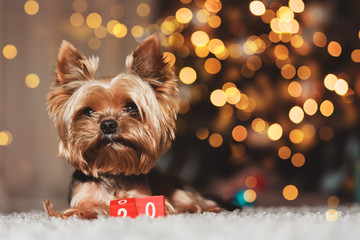 Yorkshire Terrier dog on bokeh background, new year 2020