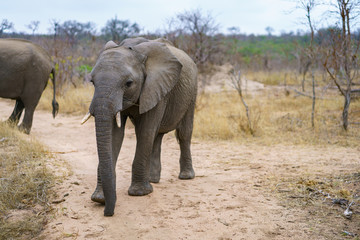Fototapeta na wymiar elephants in kruger national park, mpumalanga, south africa