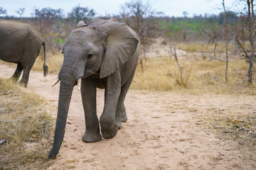 elephants in kruger national park, mpumalanga, south africa