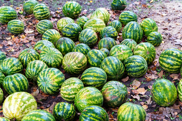 Fototapeta na wymiar Namy ripe watermelons lie on the ground