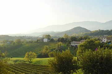 Fototapeta na wymiar Vineyard views on the Italian landscape