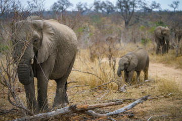 elephants in kruger national park, mpumalanga, south africa