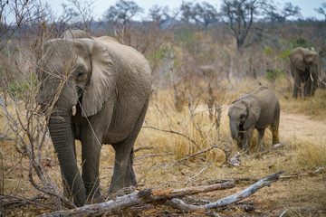 elephants in kruger national park, mpumalanga, south africa