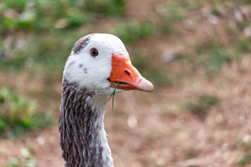 Goose in the park chews grass