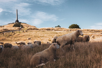 Sheep and obelisk on the hill