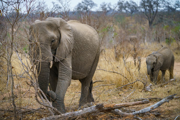 Obraz premium elephants in kruger national park, mpumalanga, south africa