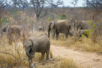 elephants in kruger national park, mpumalanga, south africa