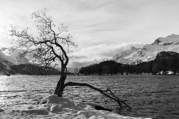 An old tree with dry branches at the water side with snow mountain at the background