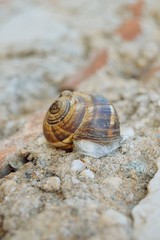 snail slithering on the wall