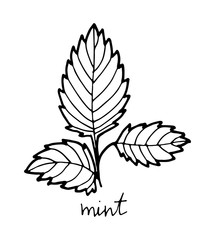 Black and white mint isolated on white background. Vector stock illustration. Hand drawing outline herb.