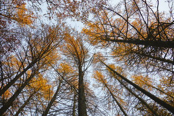 mélèze (Larix decidua) 