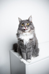 portrait of an adorable fluffy blue tabby white maine coon cat sitting on cupboard looking at camera sticking out tongue