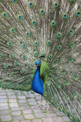 Obraz premium Indischer Pfau