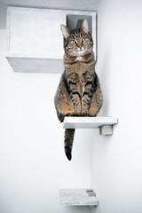 tabby domestic shorthair cat sitting on step in front of diy pet cave shelf looking curiously